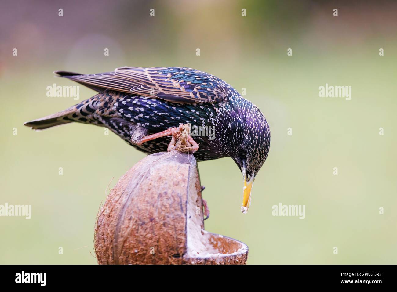 Starling [ Sturnus vulgaris ] feeding on fat and seed filled coconut shell Stock Photo
