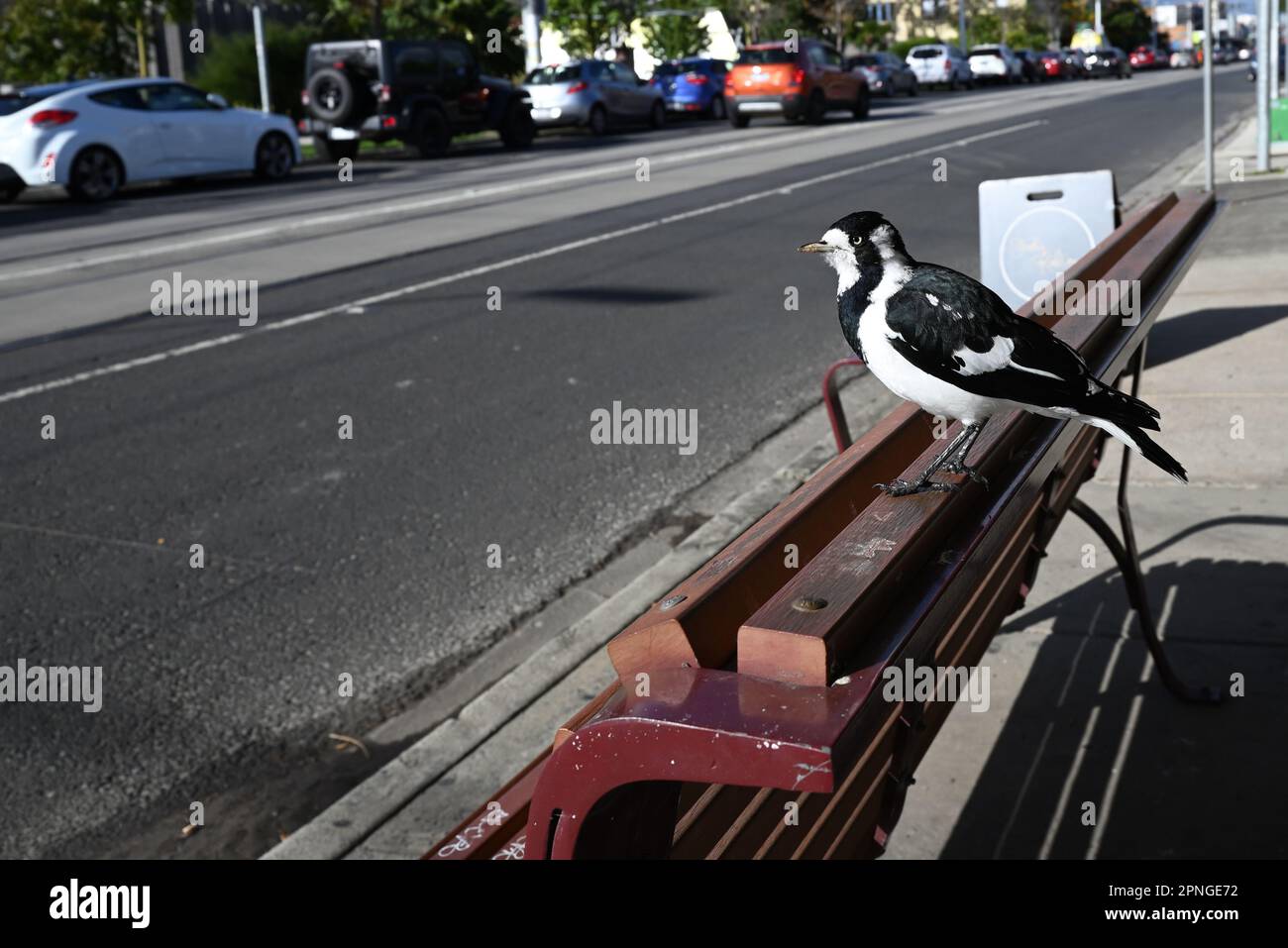 Side view of a female magpie-lark perched atop a wooden bench at a tram stop, with a car lined street in the background Stock Photo