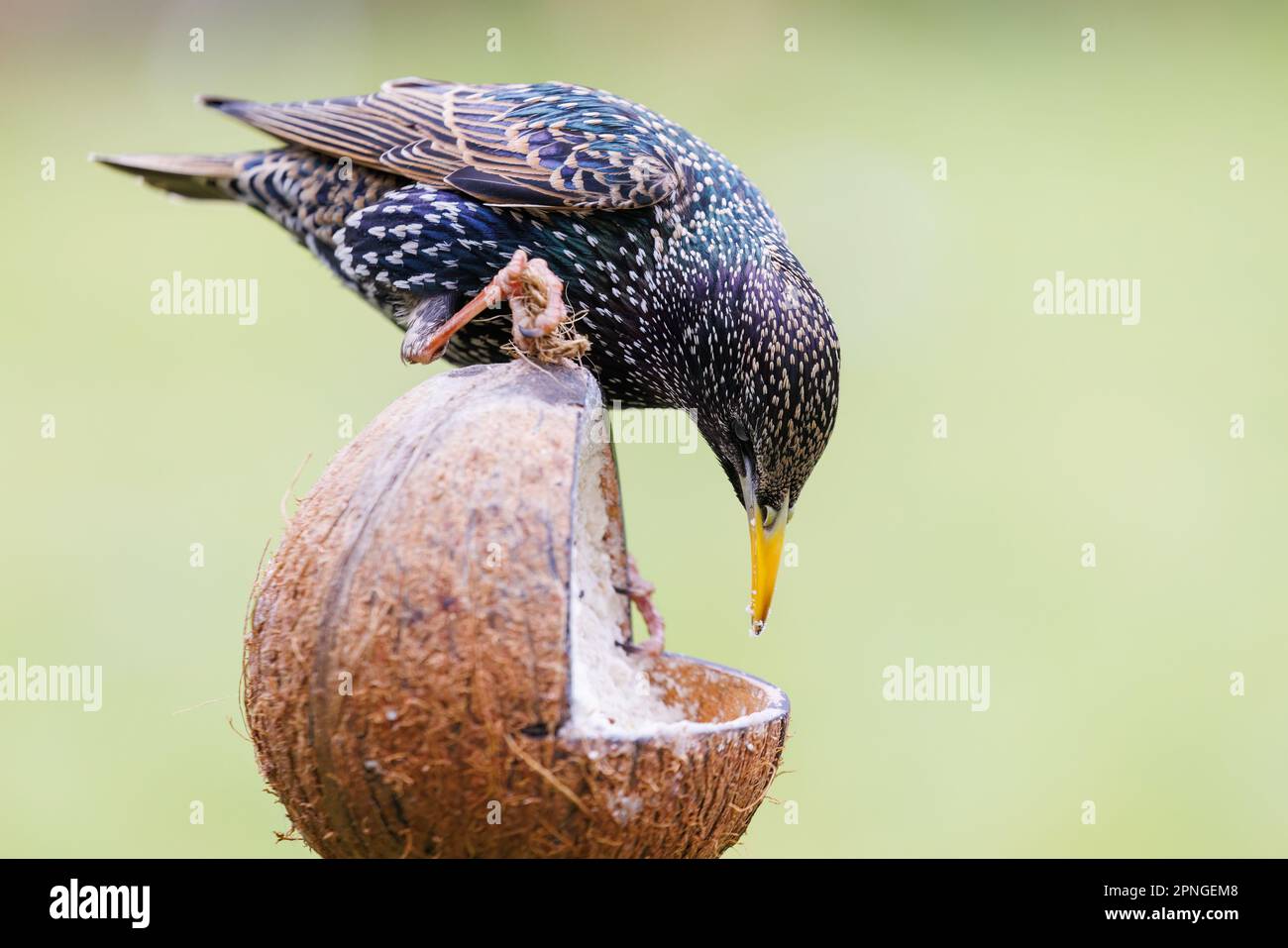 Starling [ Sturnus vulgaris ] feeding on fat and seed filled coconut shell Stock Photo