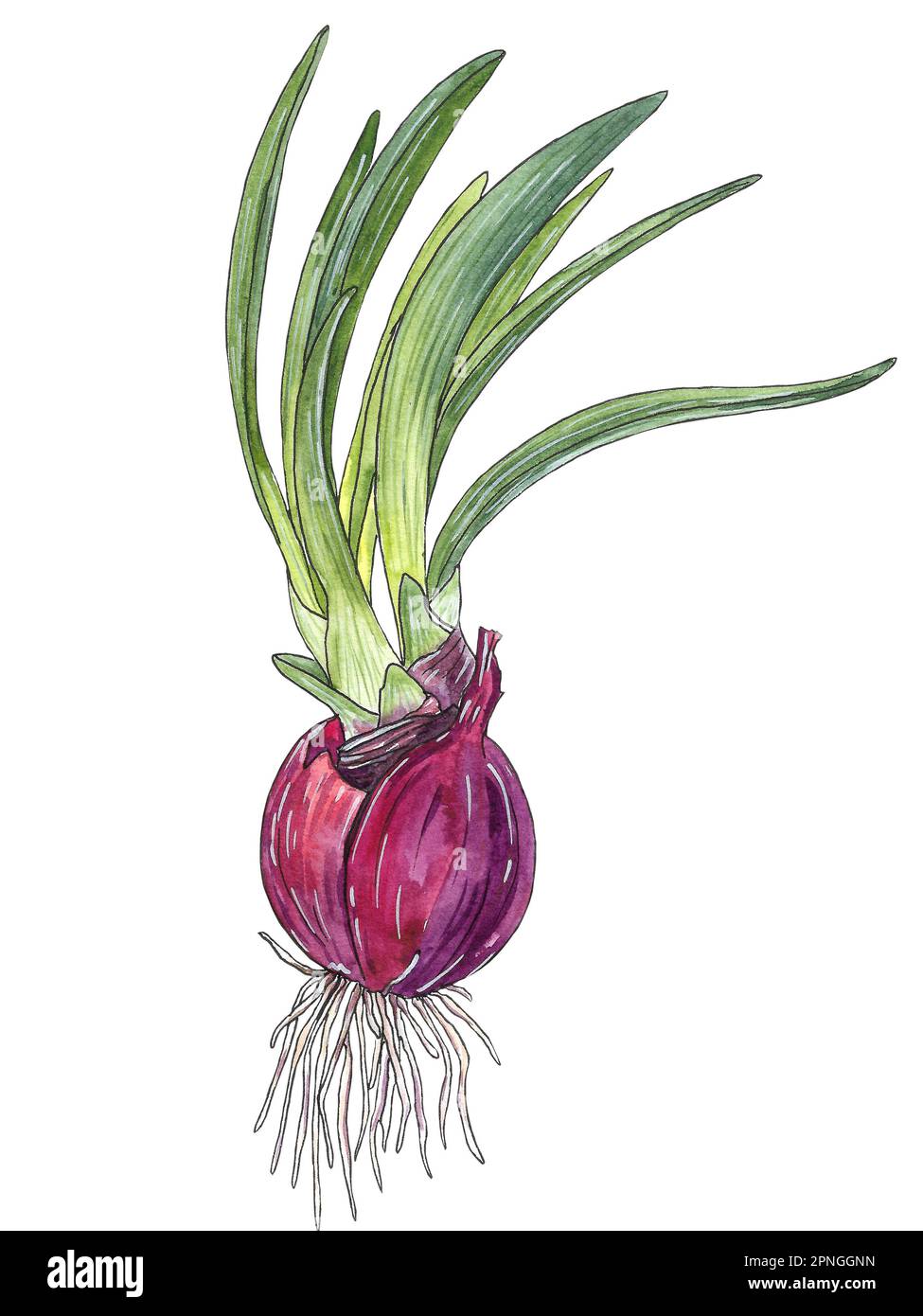 Red onion, bulb with sprouting green onion. Watercolor hand drawn