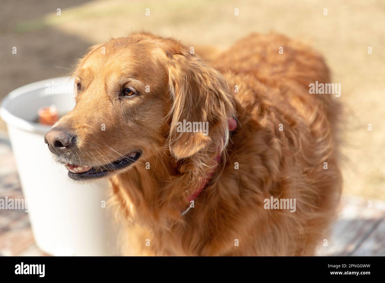 A medium shot to a golden retriever while walking. Stock Photo