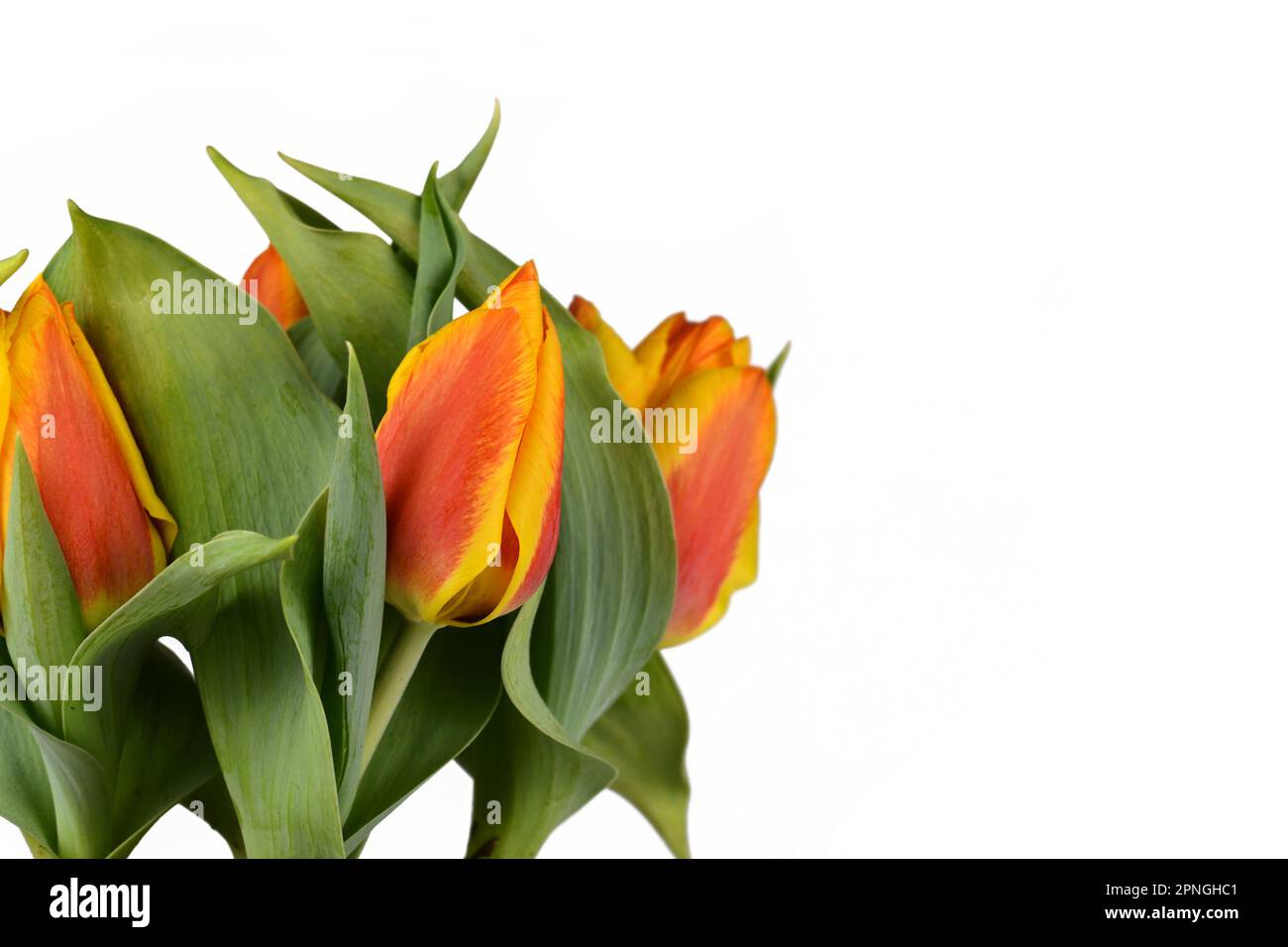 Two-colored orange and yellow 'Tulipa Flair' tulip on side of white background with copy space Stock Photo