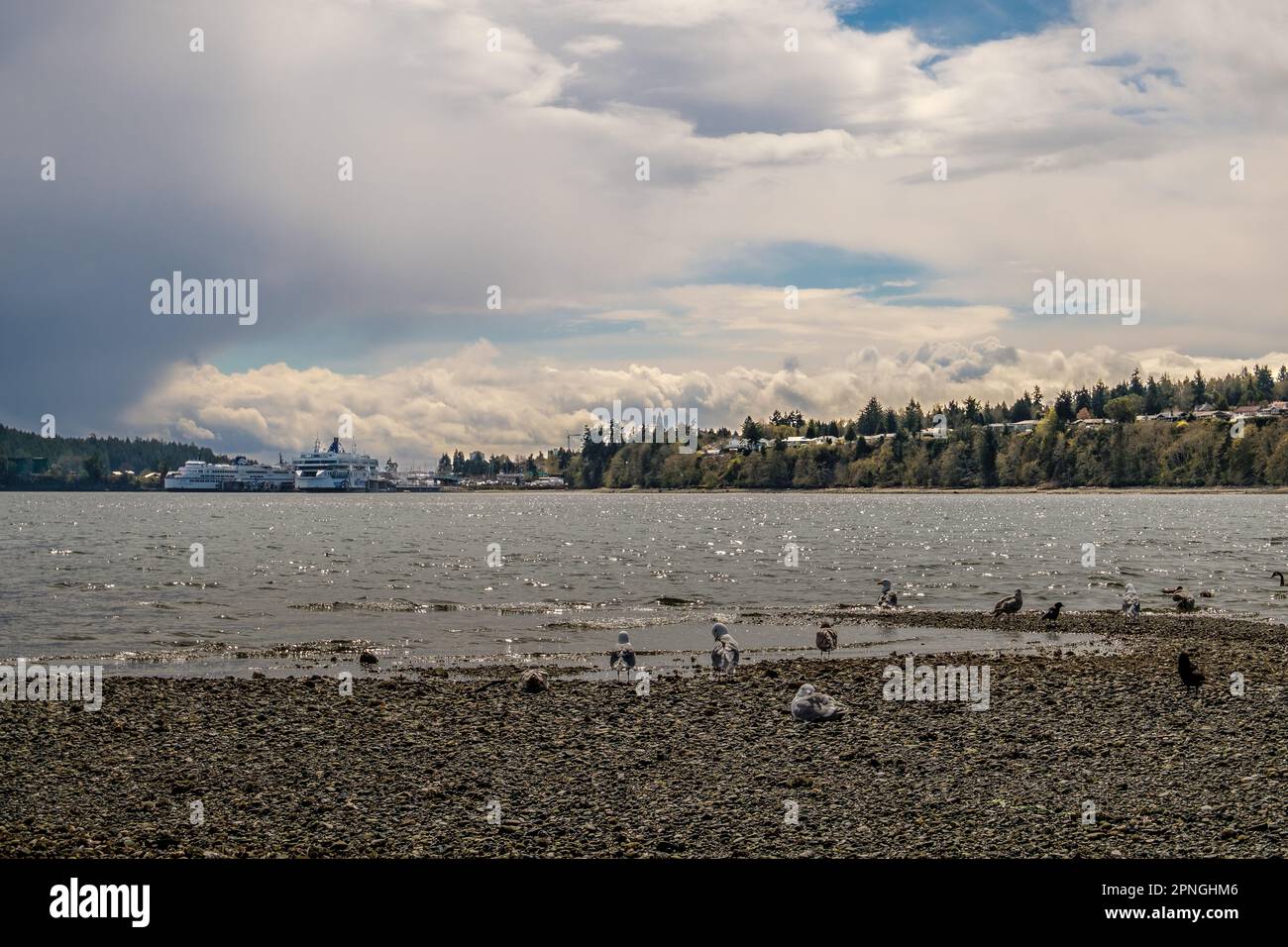 Gulls and crows rest at the water's edge during low tide, Departure Bay, Nanaimo, BC, Canada. Stock Photo