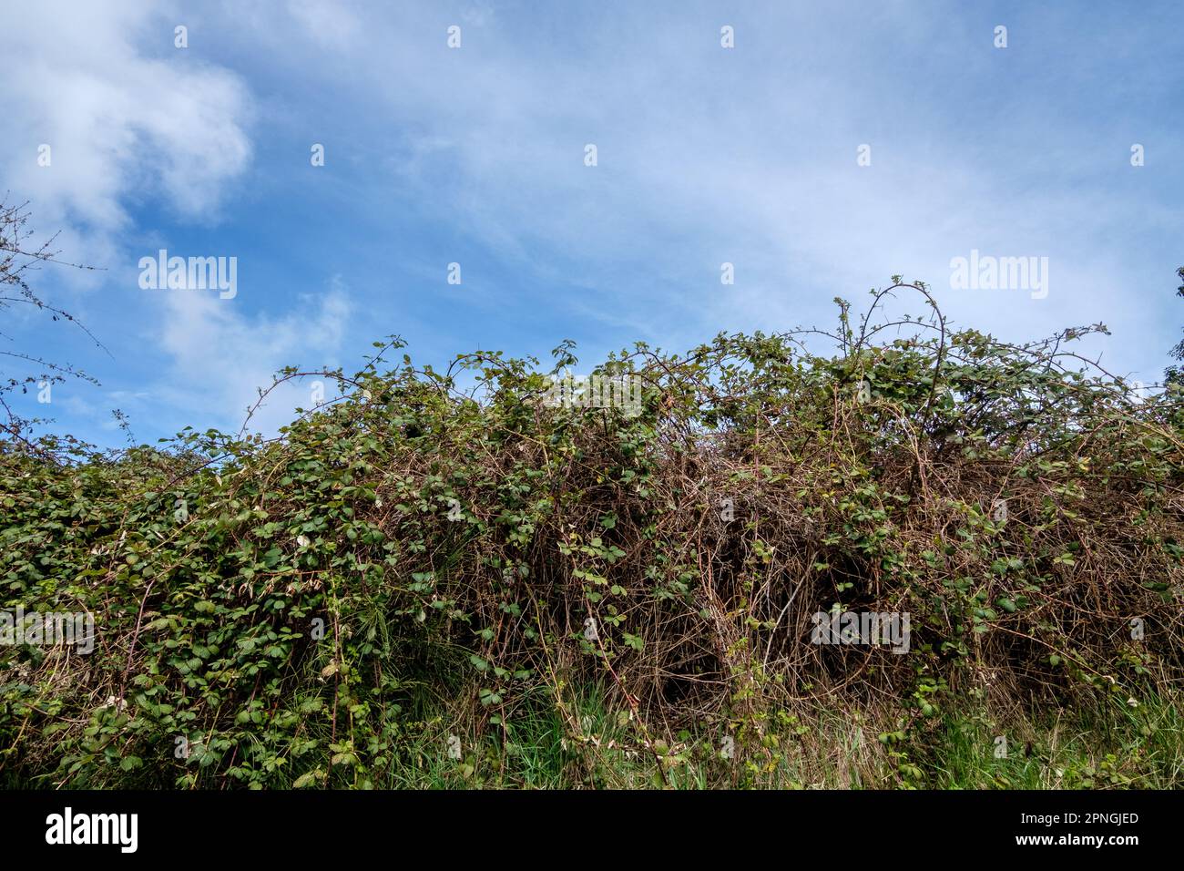 A large thicket of invasive Himalyan blackberry brambles on Vancouver Island, BC, Canada. Stock Photo