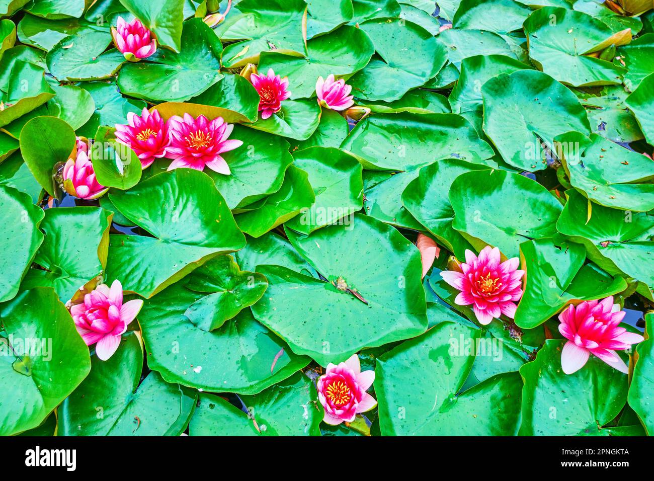 The bright flowers of Nymphaea Escarboucle aquatic plants with lush green leaves, coveing the surface of the lake Stock Photo