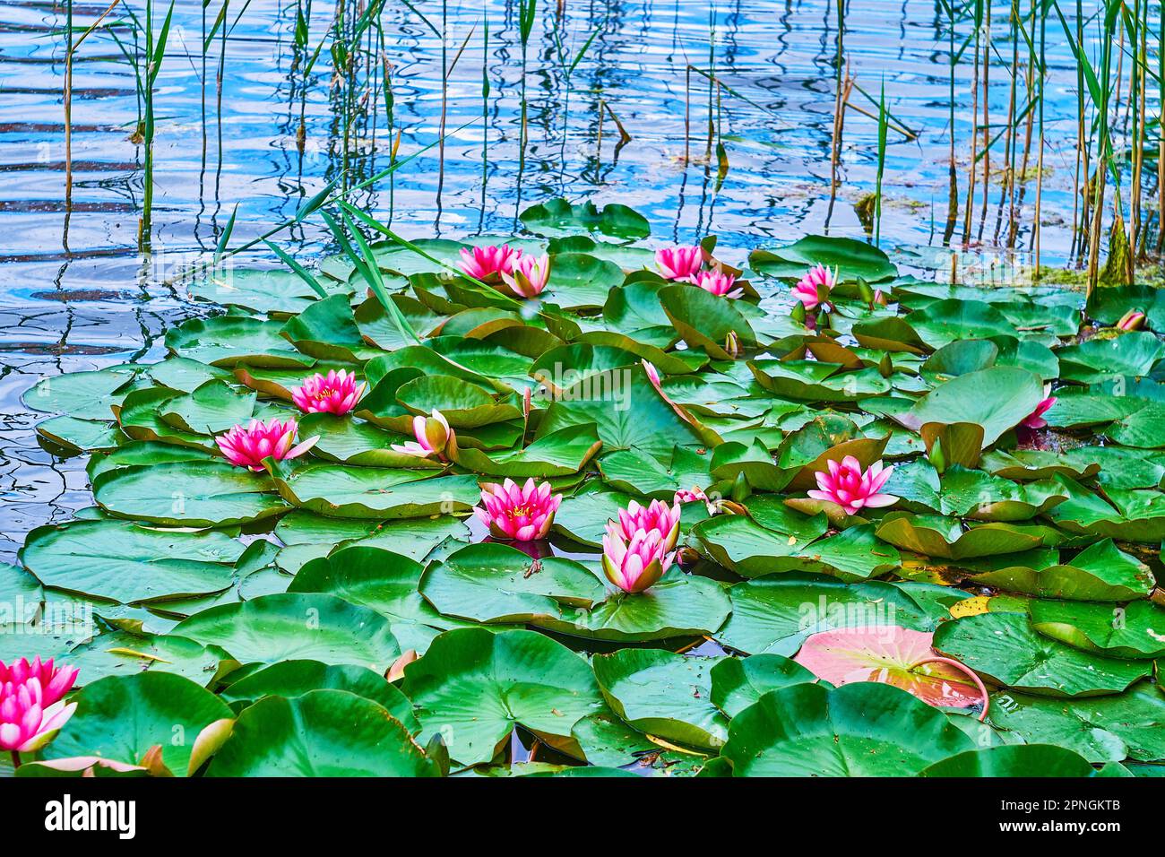 The rippled waters of the lake with swaying aquatic plants of hardy Nymphaea Escarboucle (waterlily) Stock Photo