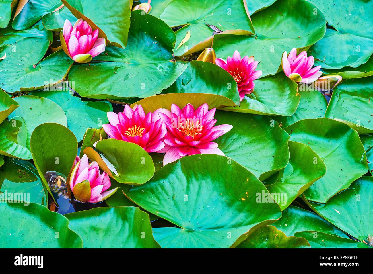 The closeup view of bright magenta flowers and green leaves of Nymphaea Escarboucle (waterlily) Stock Photo