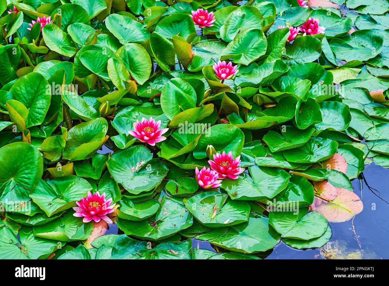 The bright magenta flowers of Nymphaea Escarboucle (waterlily) on the lake, surrounded with juicy green leaves Stock Photo