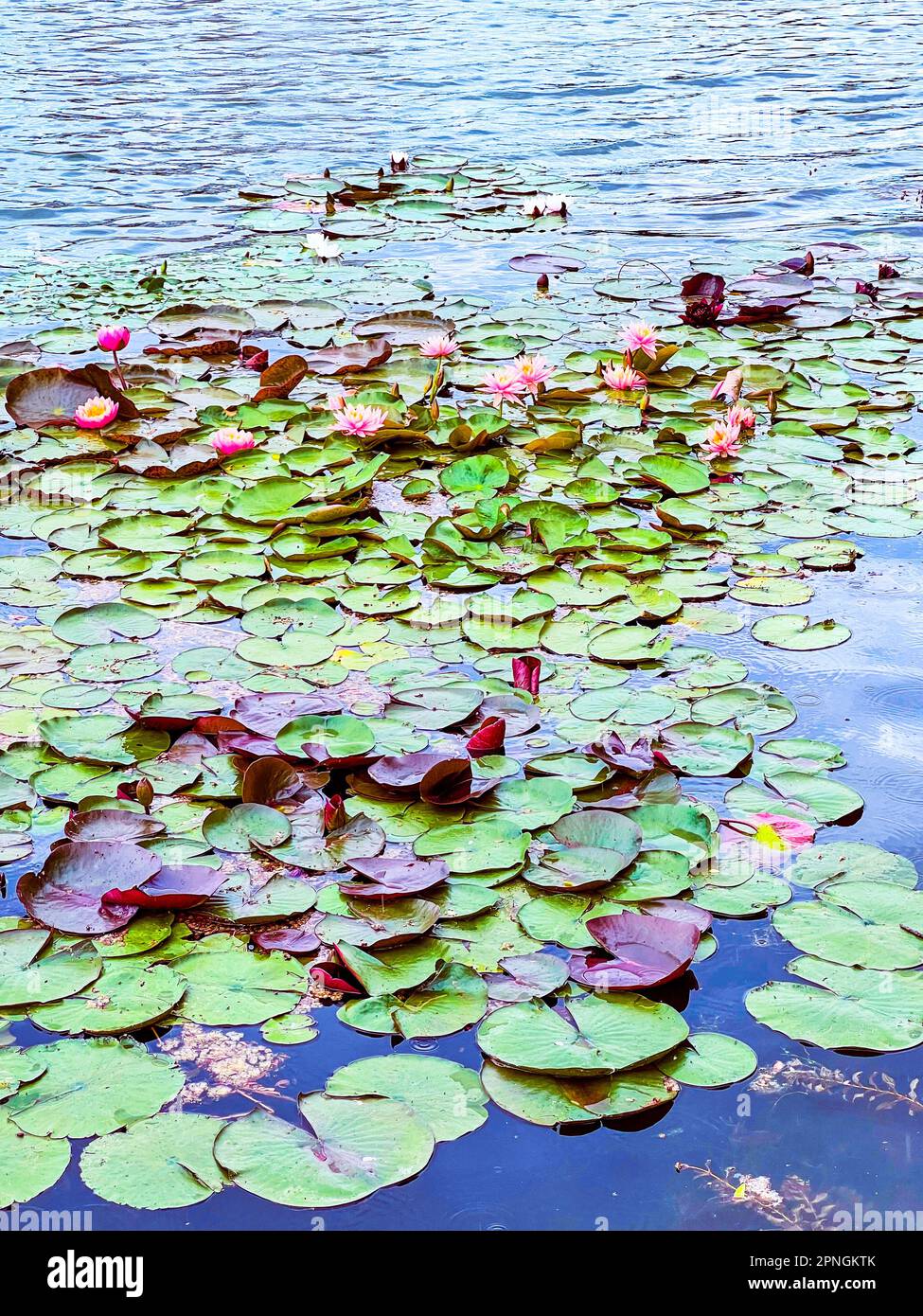 The blooming aquatic plants of waterlilly Nymphaea on the lake Stock Photo
