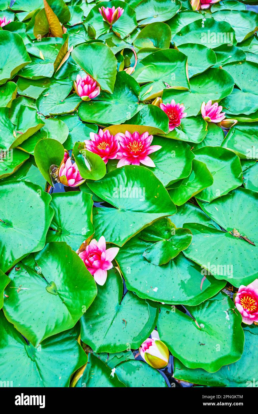 Closeup of magenta flowers and green leaves of Nymphaea Escarboucle (waterlily) Stock Photo