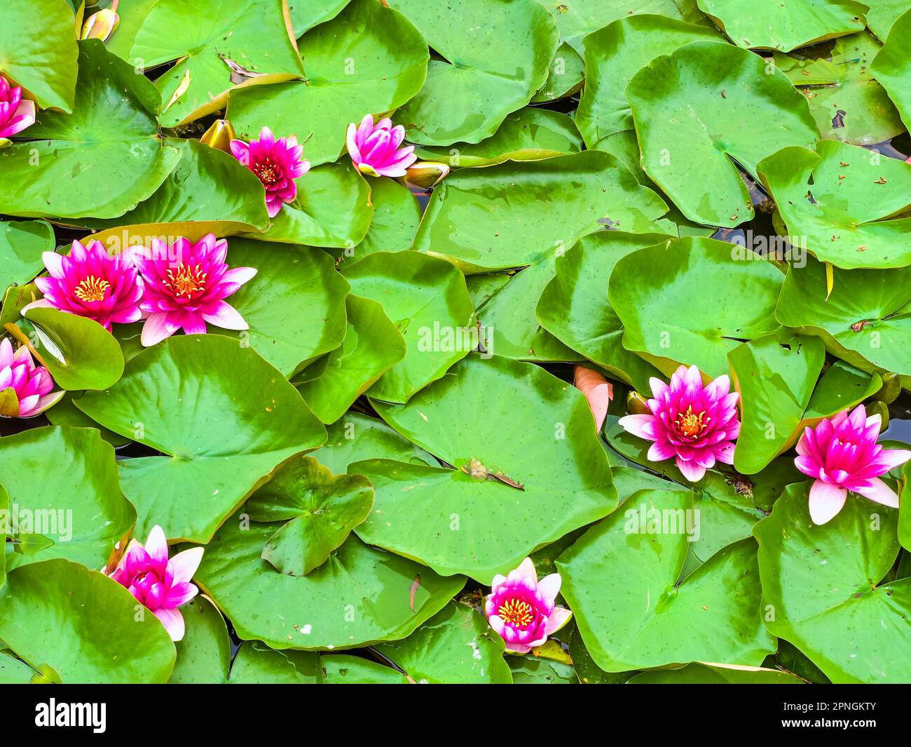 Bright flowers and green leaves of Nymphaea Escarboucle (waterlily) in pond in Kyiv, Ukraine Stock Photo