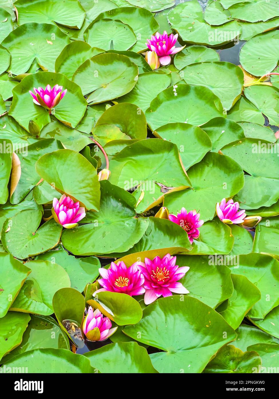 The closeup view of bright flowers and green leaves of Nymphaea Escarboucle (waterlily) on the lake Stock Photo