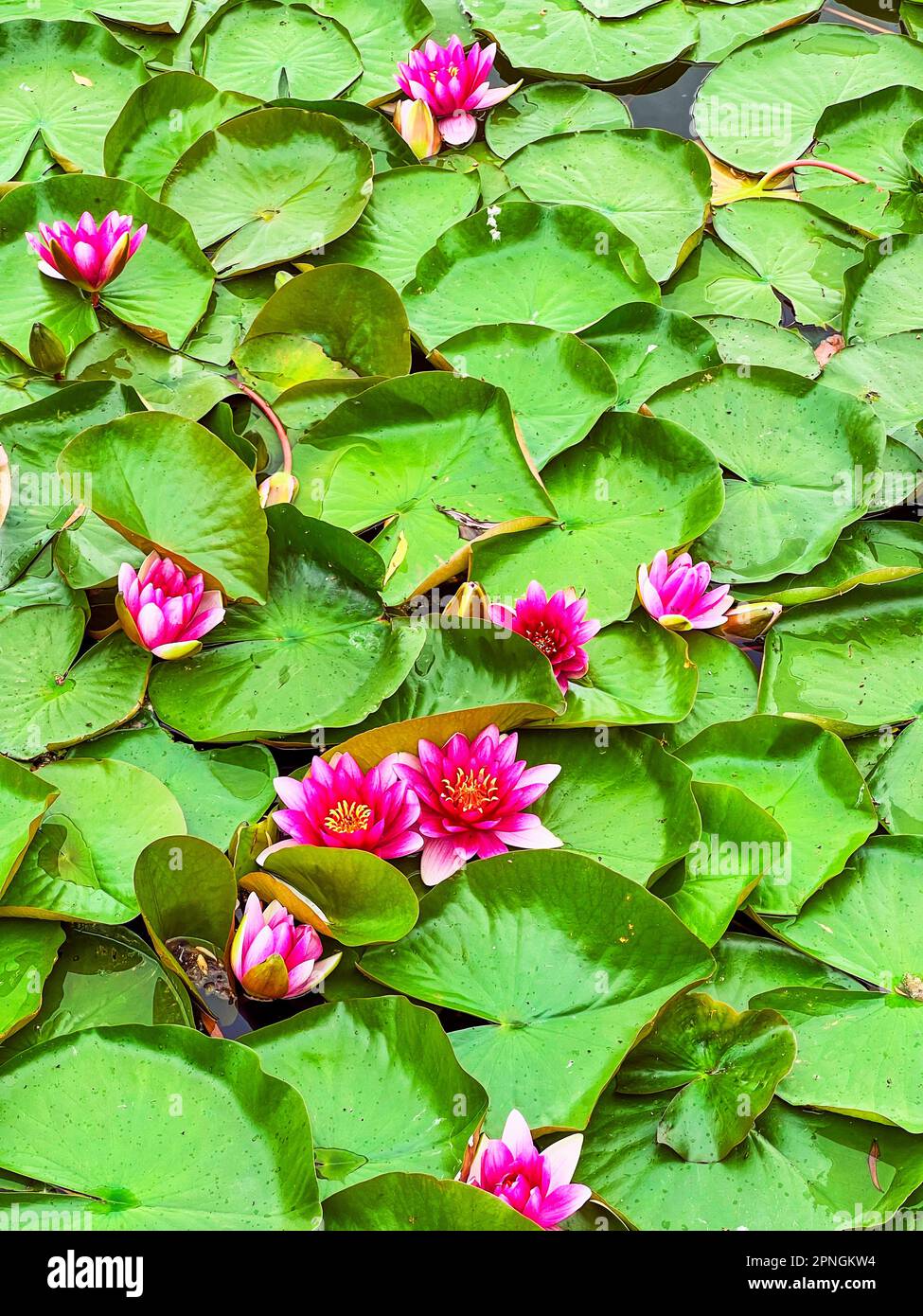 Nymphaea Escarboucle (waterlily) with big leaves closeup Stock Photo