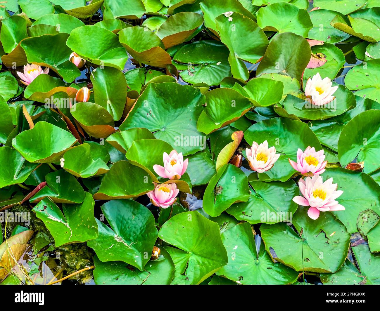 Blossom of Nymphaea Colorado (waterlily) on the lake Stock Photo