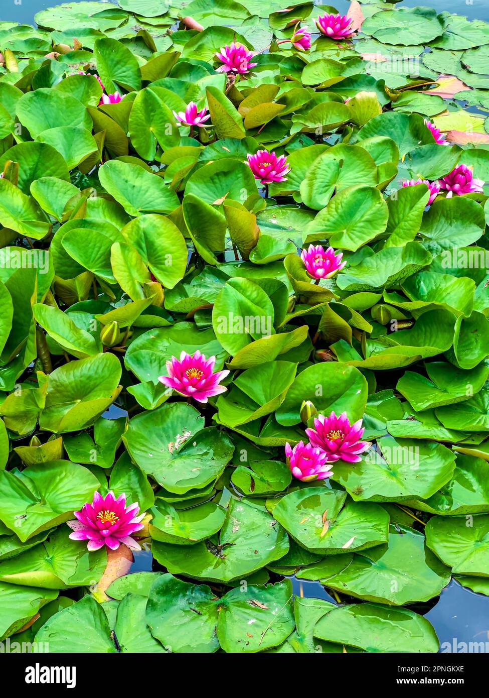 The lush green leaves and bright flowers of Nymphaea Escarboucle covering the surface of the lake Stock Photo