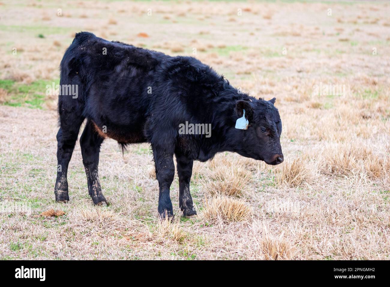 Single black Angus calf in a dormant winter pasture with its head down. Stock Photo