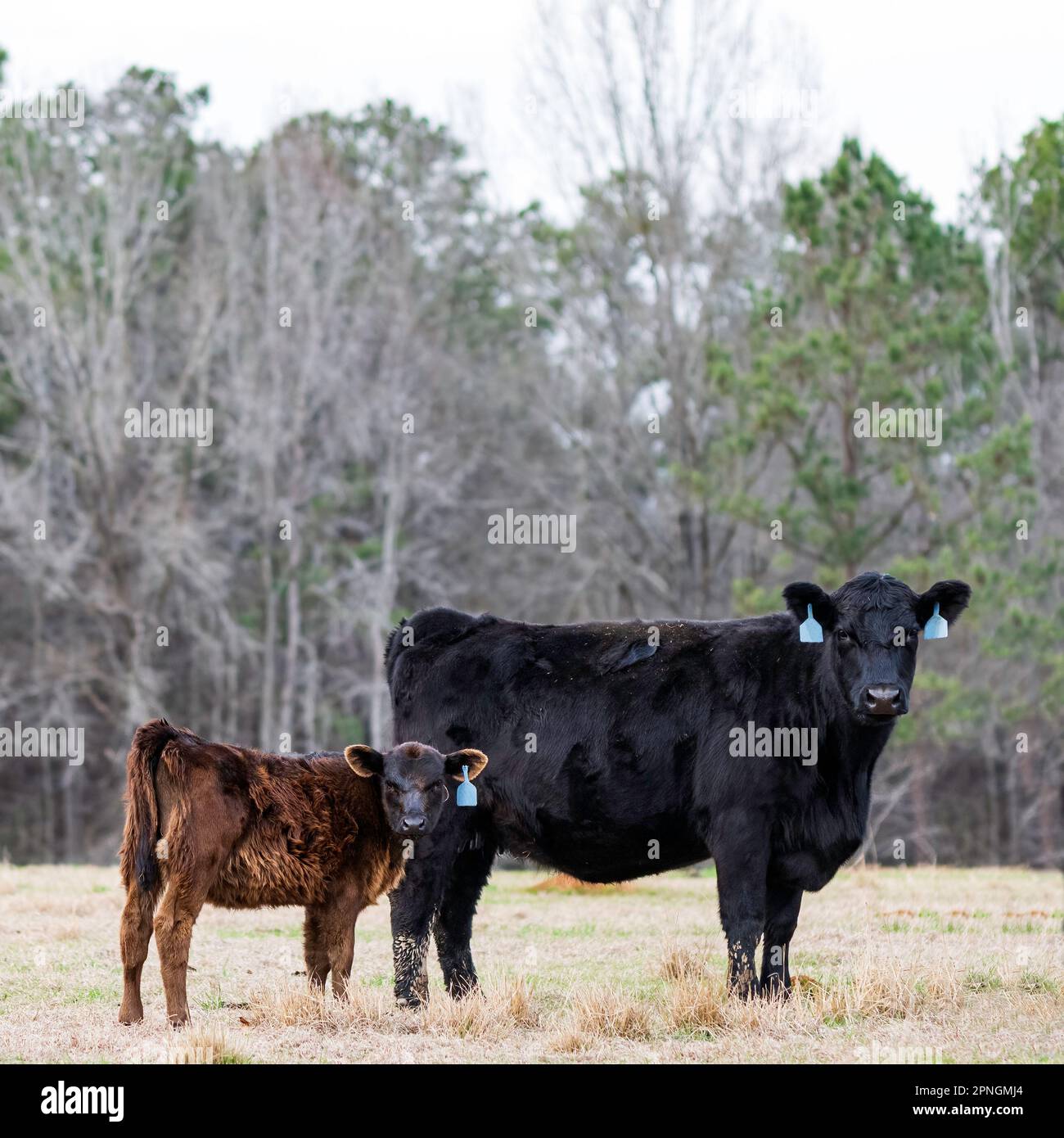 Angus cow with her calf, both looking at the camera. Calf has a brown ...