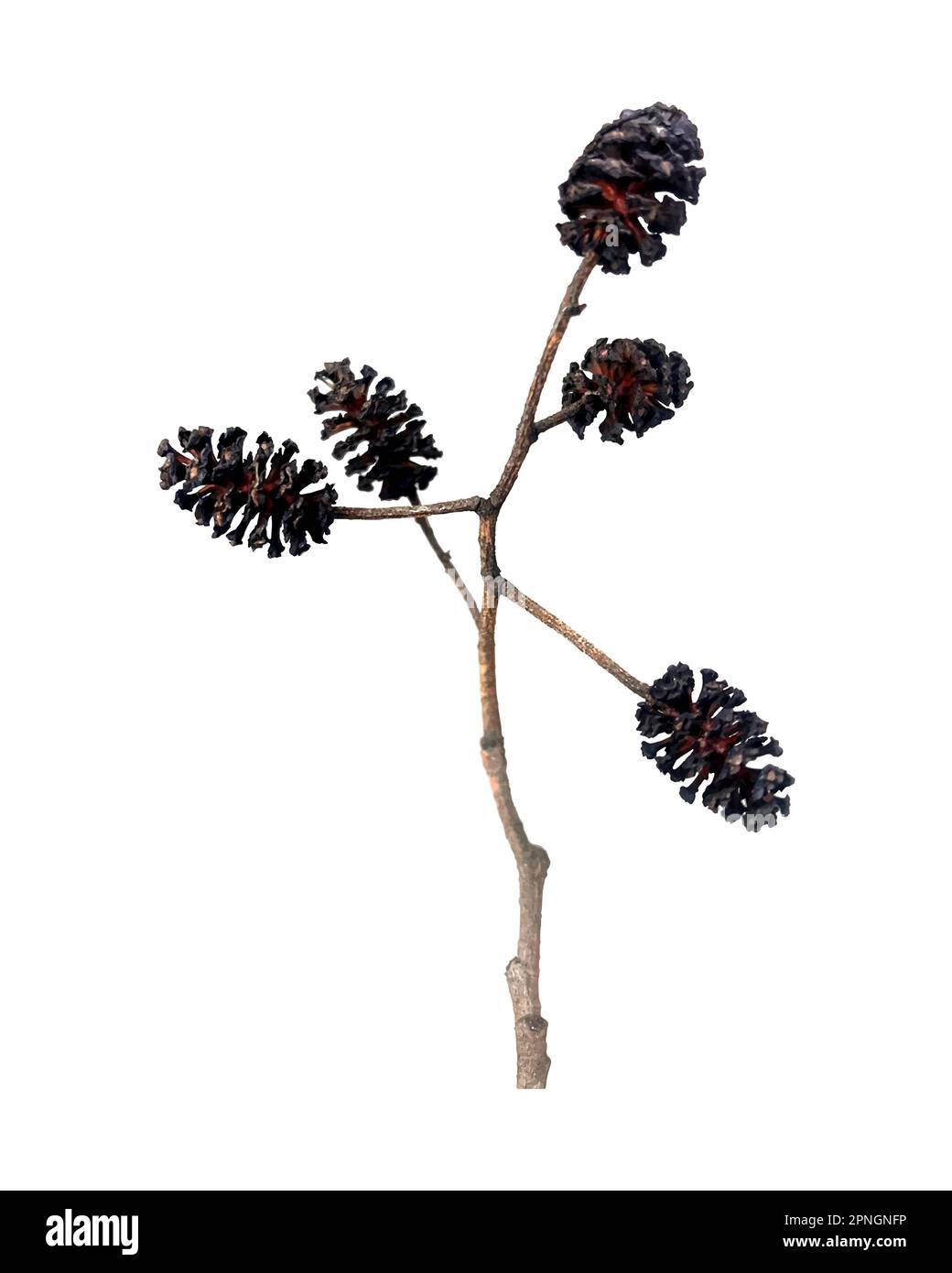 Alder tree alnus glutinosa tree Stock Vector Images Alamy