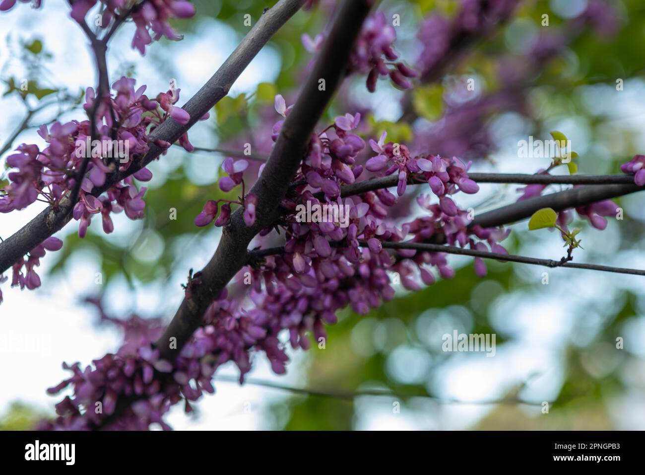 Cercis canadensis Canadian crimson, pink flowers macro, background Stock Photo