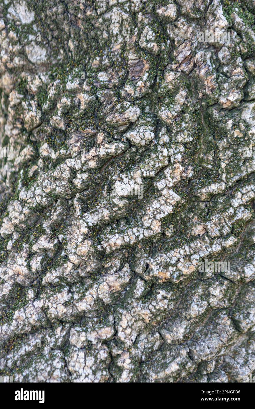 texture of old pine bark, close-up. background Stock Photo - Alamy