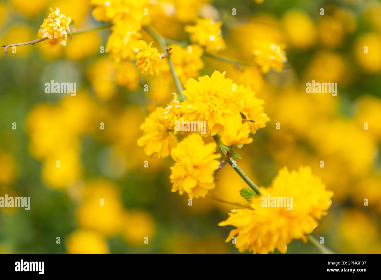 Yellow flowers on a flower bush. Japanese ranunculus in the sunshine. Detail shot of Japanese flower with open flowers in a wild garden. Several flowe Stock Photo
