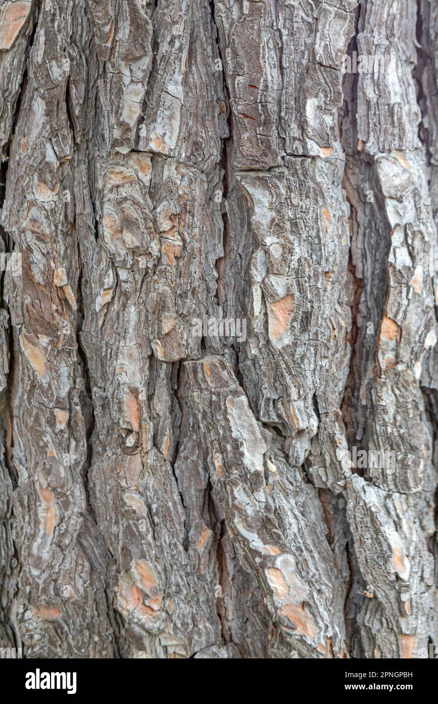 texture of old pine bark, close-up. background Stock Photo - Alamy