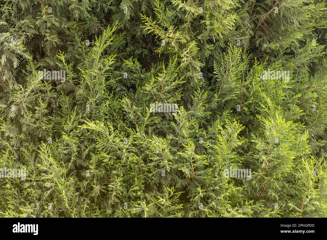 Bright green spruce background. Thuja branches as a background. Stock Photo