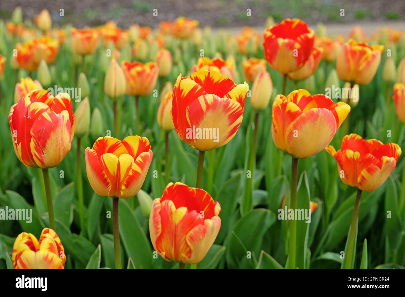 Darwin hybrid Tulip 'Banja Luka'  in flower. Stock Photo