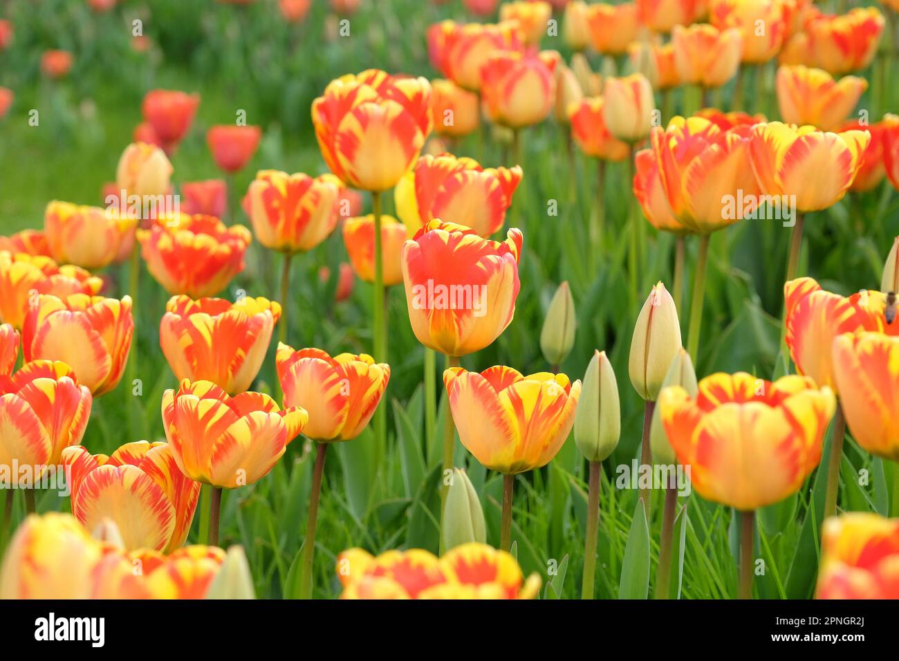 Darwin hybrid Tulip 'Banja Luka'  in flower. Stock Photo