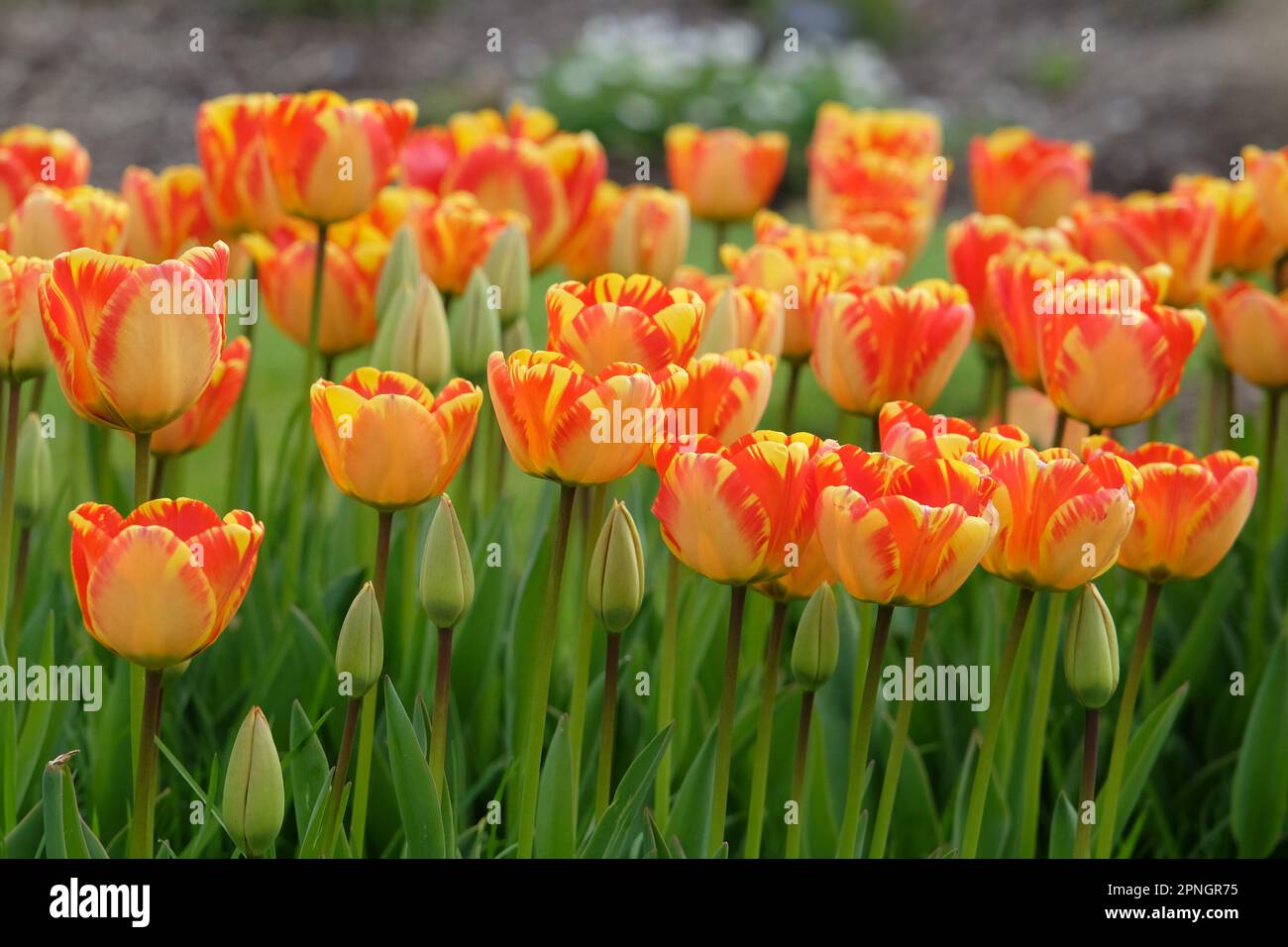 thumbnail image 2 of Tulip Darwin Hybrid Beauty Of Spring - 20 Bulbs - Longfield Gardens 2 of 12
