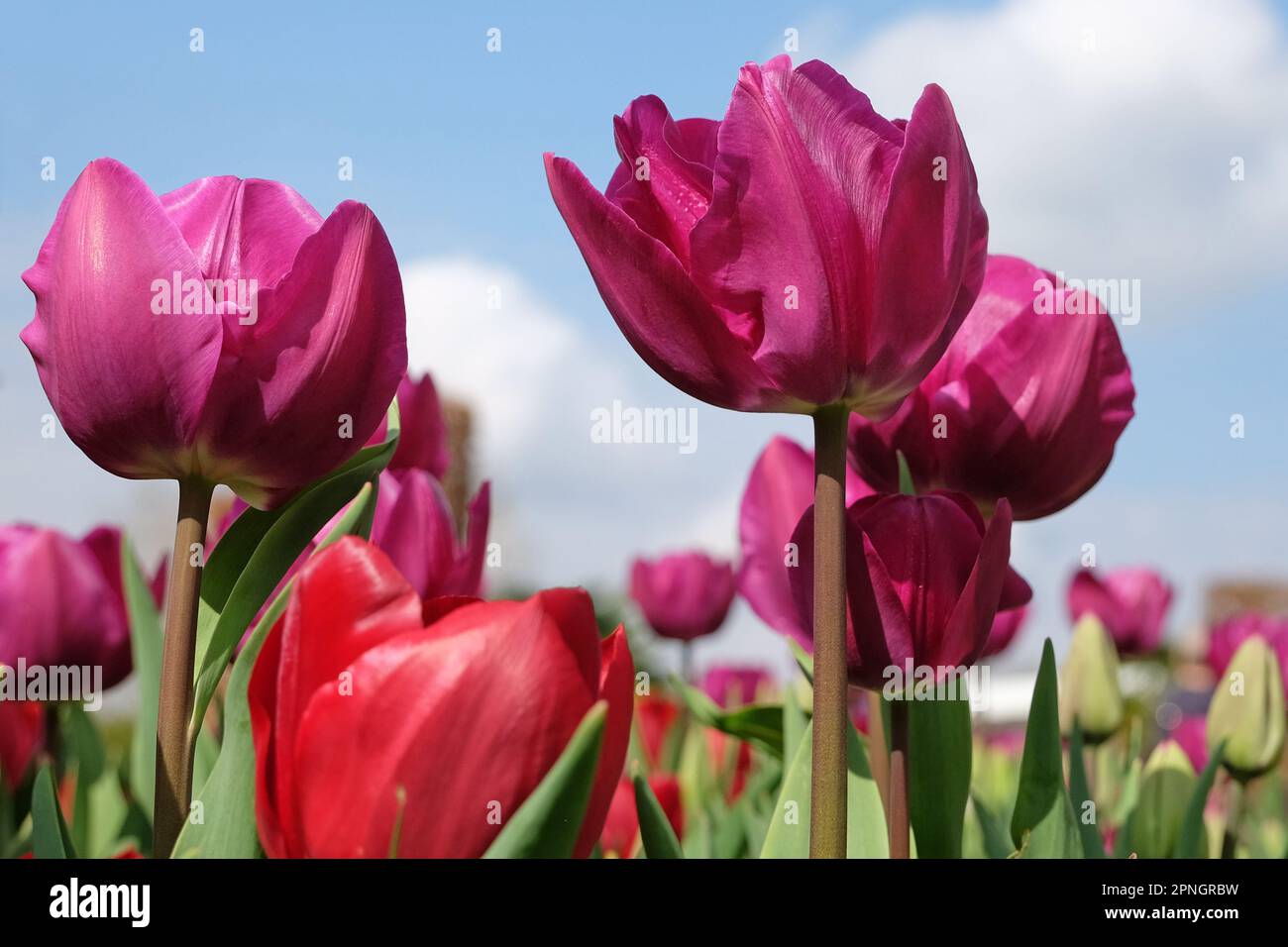 Triumph Tulip  'Negrita'  in flower. Stock Photo