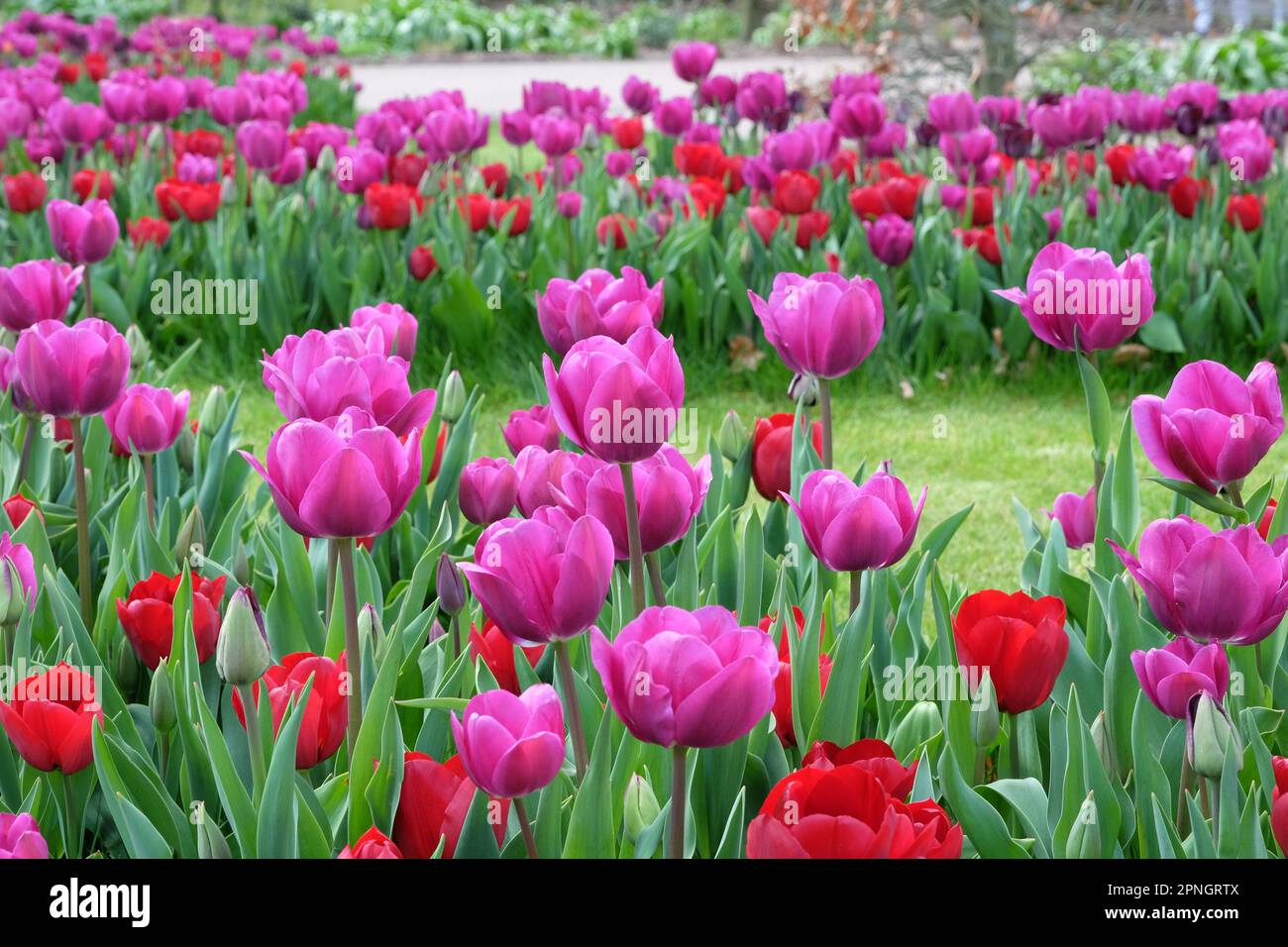 Triumph Tulip  'Negrita'  in flower. Stock Photo