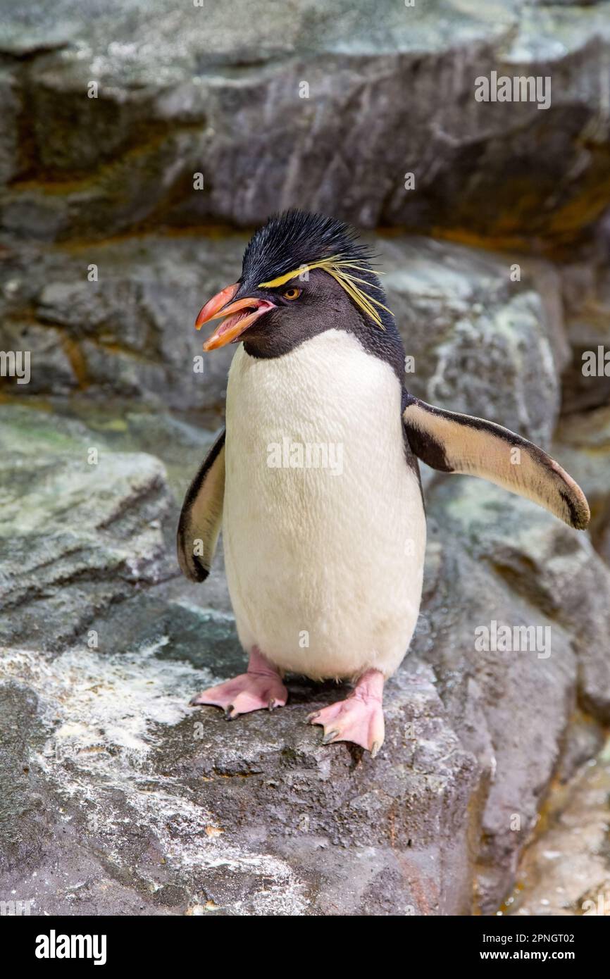 Southern rockhopper penguin, Eudyptes chrysocome, the smallest crested penguin and a vulnerable species in the wild. Stock Photo