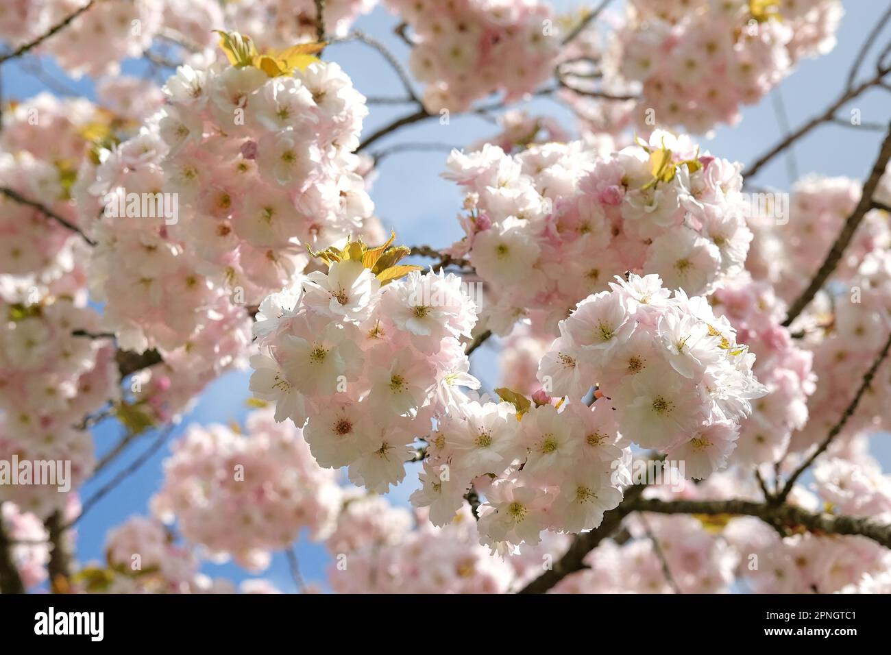 Prunus 'Ichiyo' cherry blossom tree in flower Stock Photo Alamy