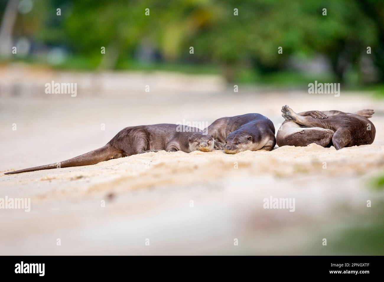 A smooth coated otter family sleep together head to tail and head to head on a beach along the coast in Singapore Stock Photo