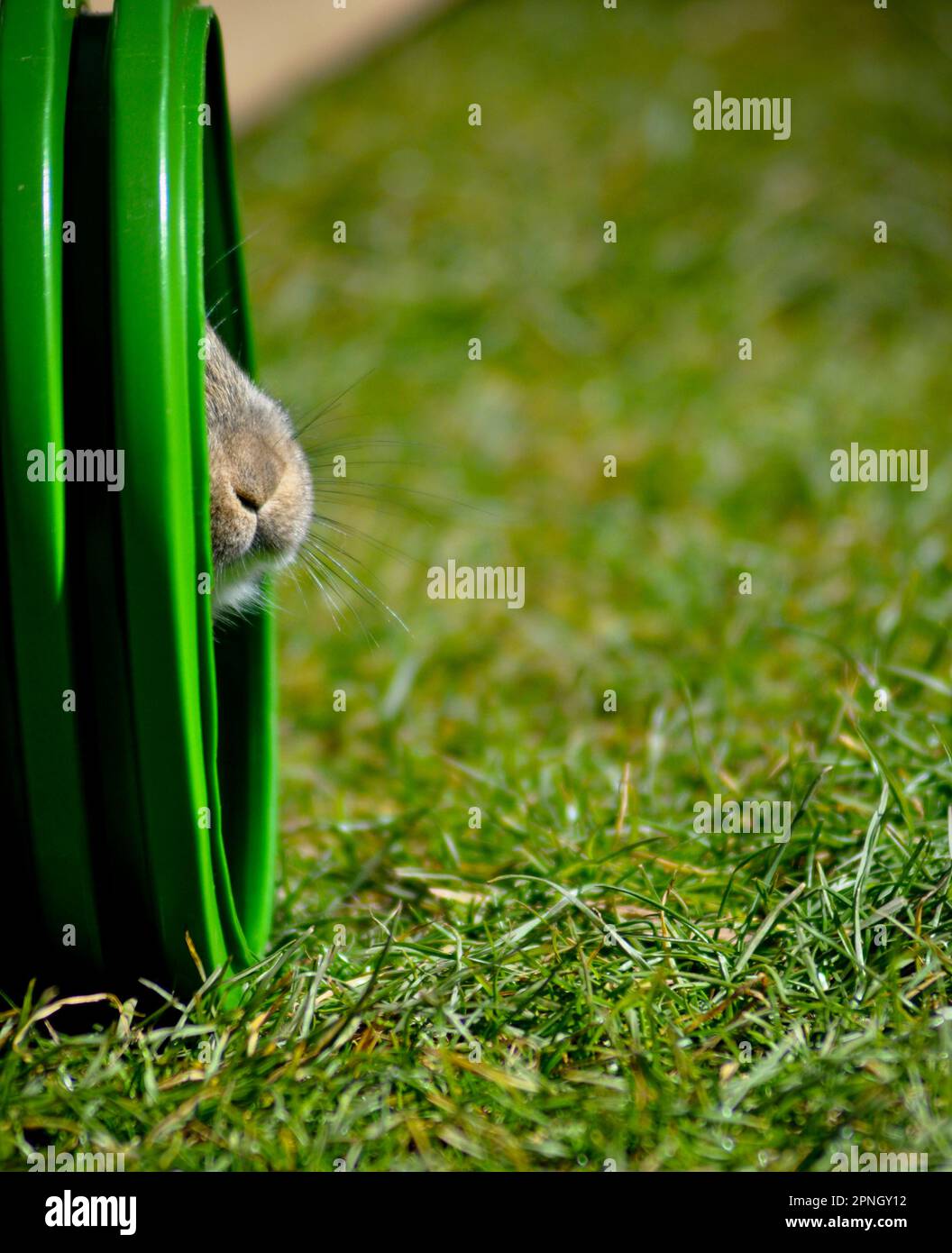 A pet brown rabbit's nose emerging from a green tunnel Stock Photo Alamy