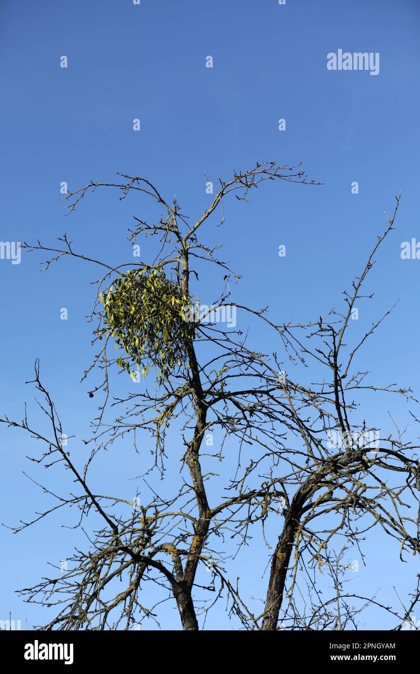 Sprouting Mistletoe Mistletoe parasite on host hi-res stock photography and images - Alamy