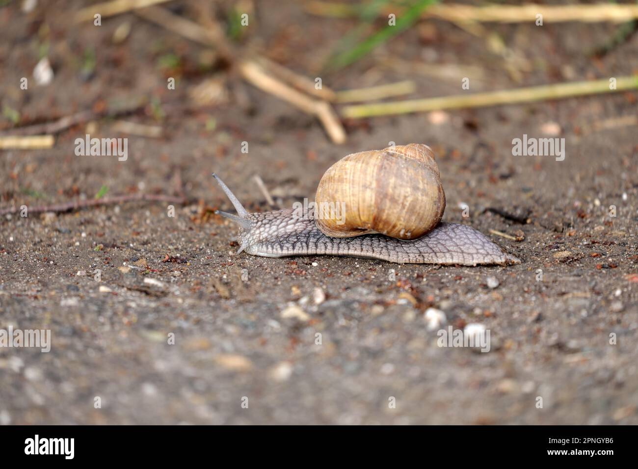 Snail on a dirt road Stock Photo