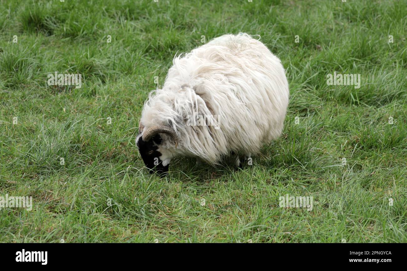Farm sheep on green hi-res stock photography and images - Alamy