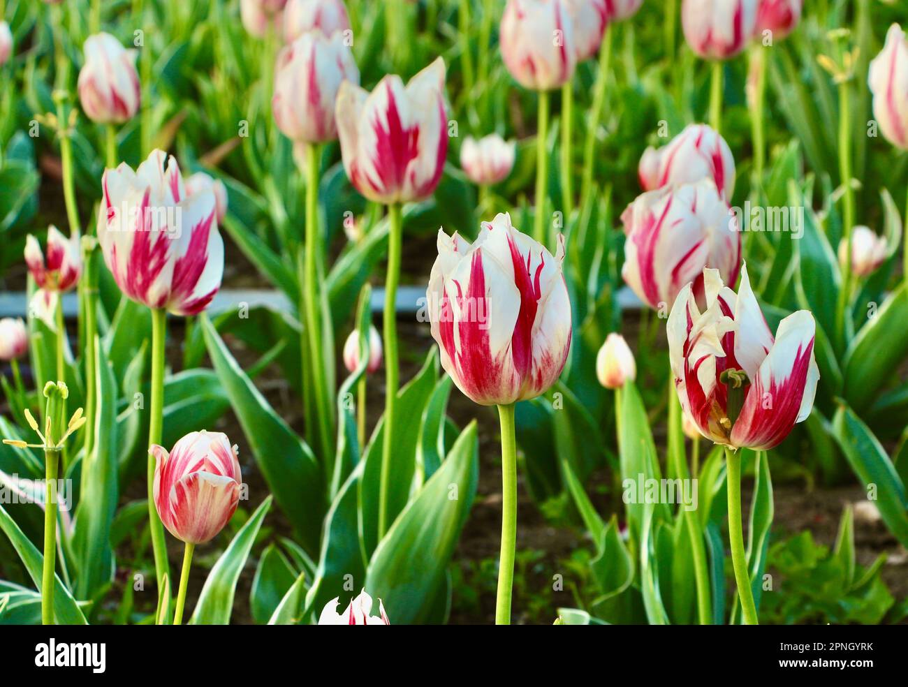 White and pink variegated tulips Carnival de Rio Triumph Tulip Triumph