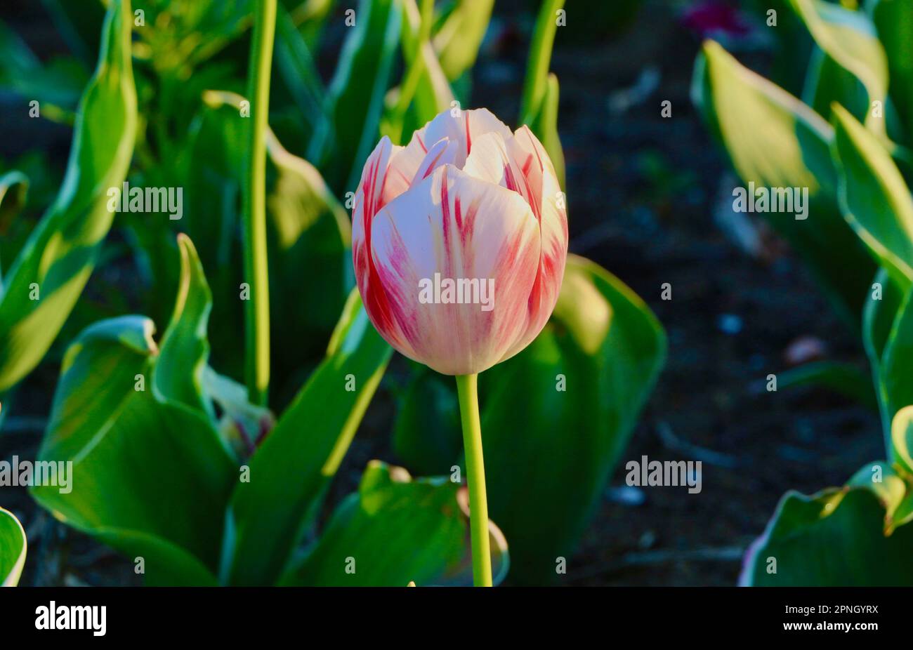 White and pink variegated tulip Carnival de Rio Triumph Tulip Triumph