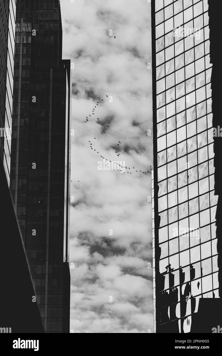 The modern city buildings with a flock of birds soaring in the sky ...