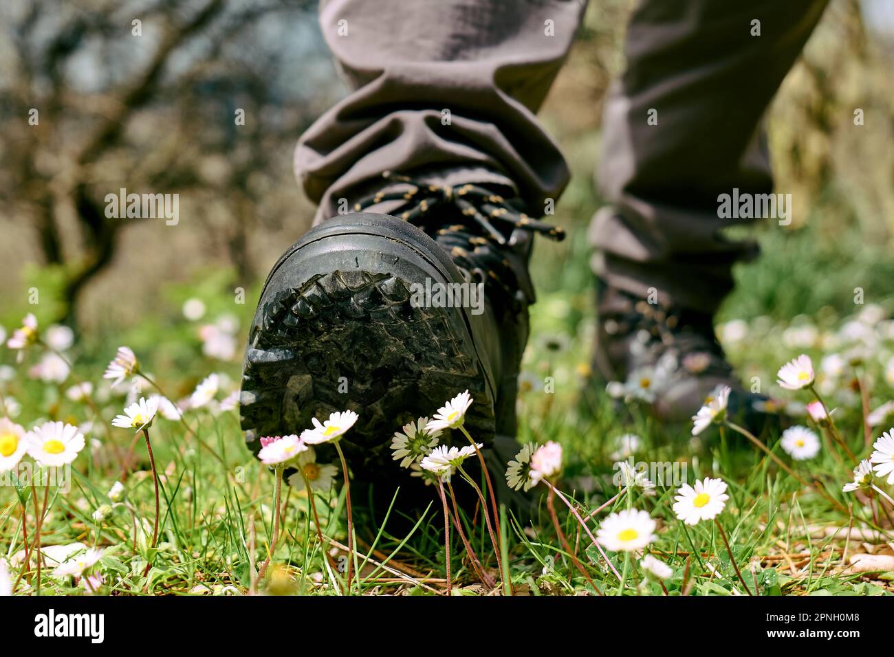 Human foot in mountain shoe tramples white daisies flowers on green field. Environment issue, fragility concept, save the planet. Stock Photo