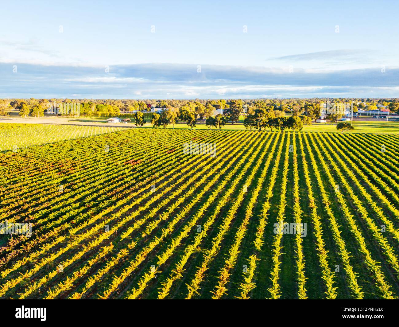 Autumn sunset around the rural country town of Penola in the Coonawarra