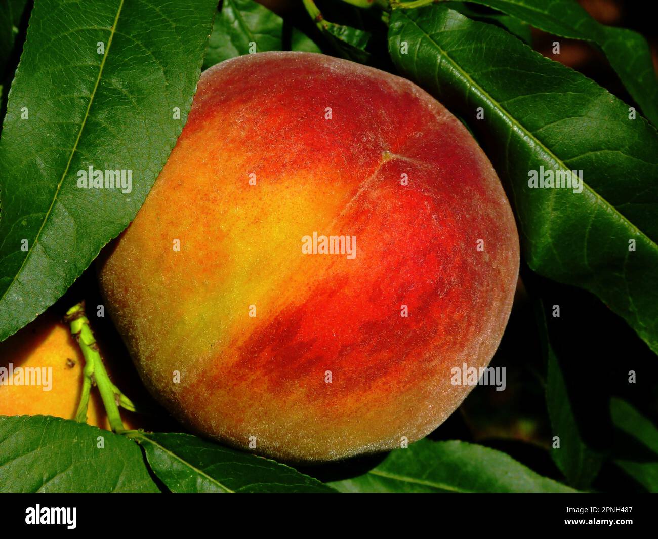 ripe peach fruit on tree branch with lush green leaves. growing fruit ...