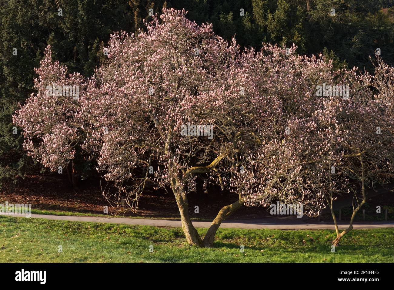 Magnolia soulangeana, blooming saucer magnolia tree in a park in the spring. Stock Photo