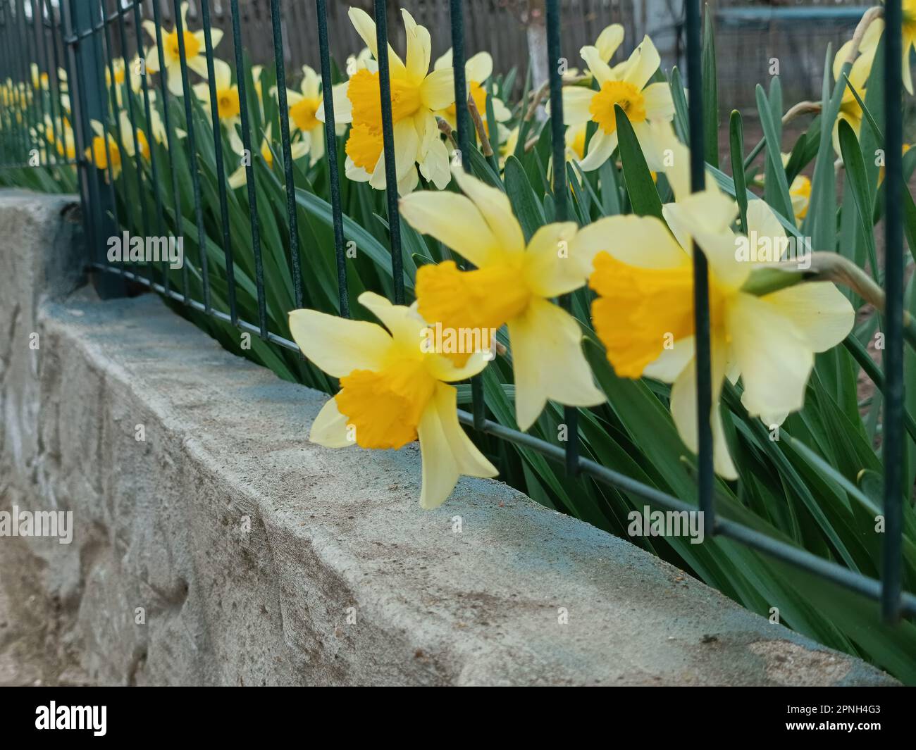 Daffodil flowers grow through the fence lattice. Golden daffodil garden