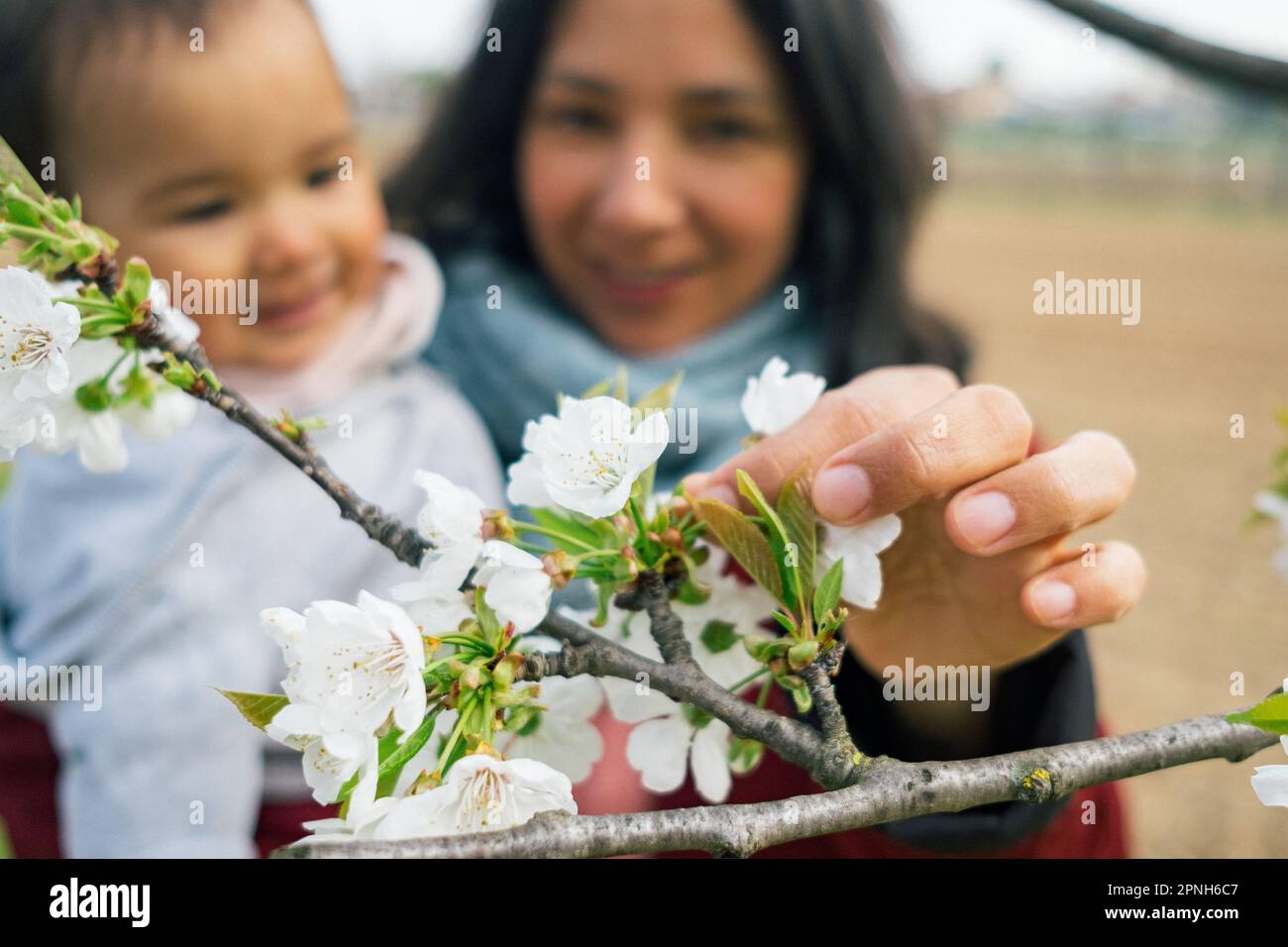 close up of hand of smiling mother and baby daughter picking up cherry flowers during blossom season in spring. concept of motherhood and enjoying tim Stock Photo