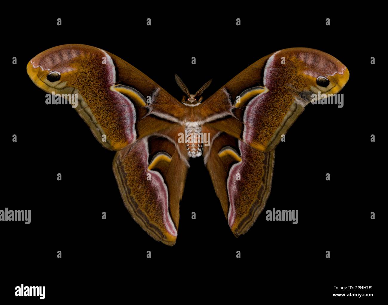 Samia sp hi-res stock photography and images - Alamy