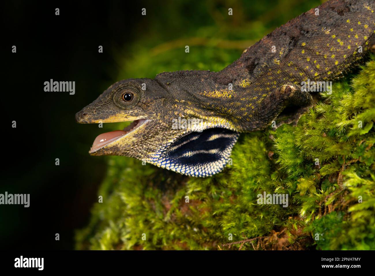 Green fan-throated lizard (Ptyctolaemus gularis Stock Photo - Alamy